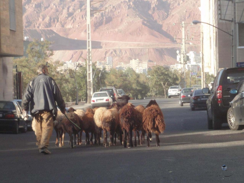 چوپان تبریز ولی عصر